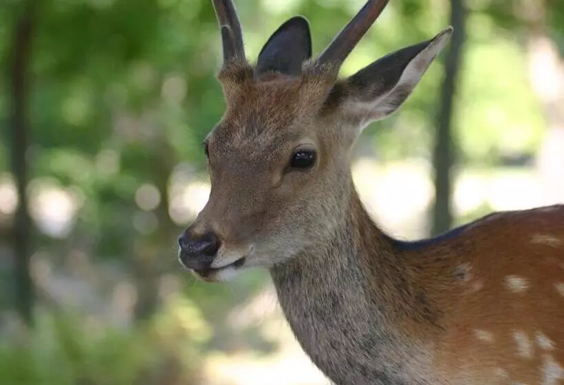 Majatalo Uji   House   Vacation Stay 9753