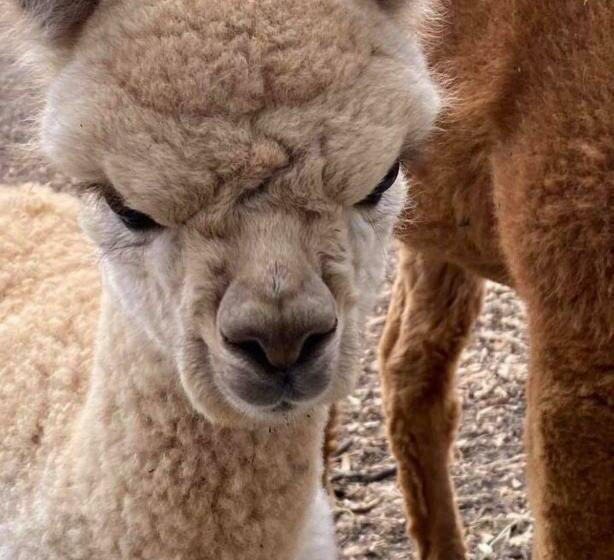 ホテル Gundaroo Retreat