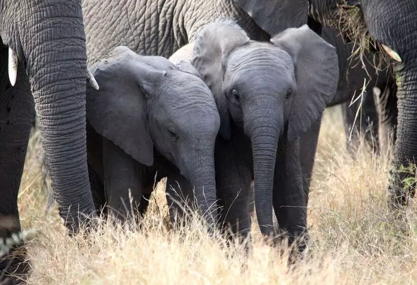 ホテル Karongwe Portfolio Shiduli Private Game Lodge