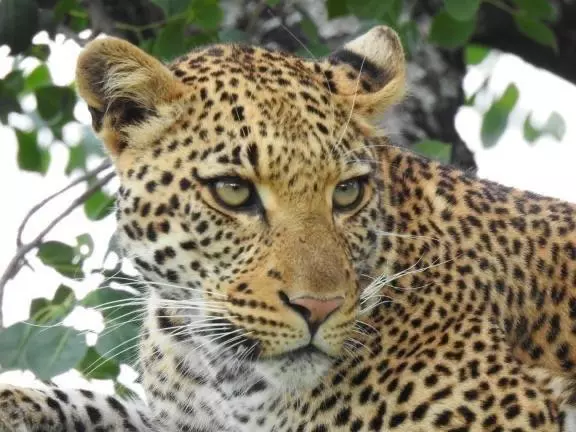 ホテル Karongwe Portfolio Shiduli Private Game Lodge