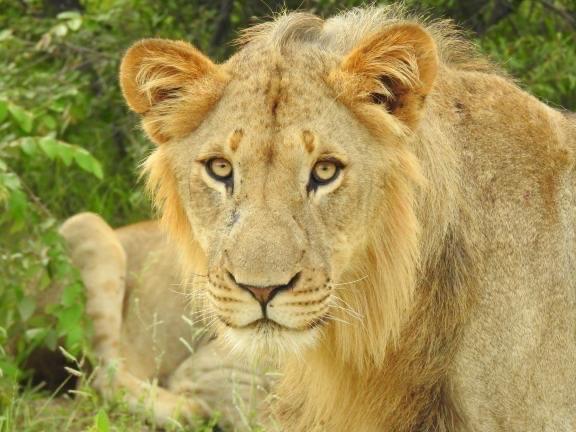 בית מלון כפרי Karongwe Portfolio   Shiduli Private Game Lodge