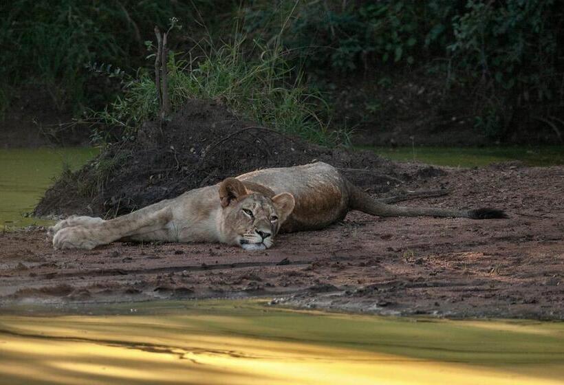 בית מלון כפרי Karongwe Portfolio   Shiduli Private Game Lodge