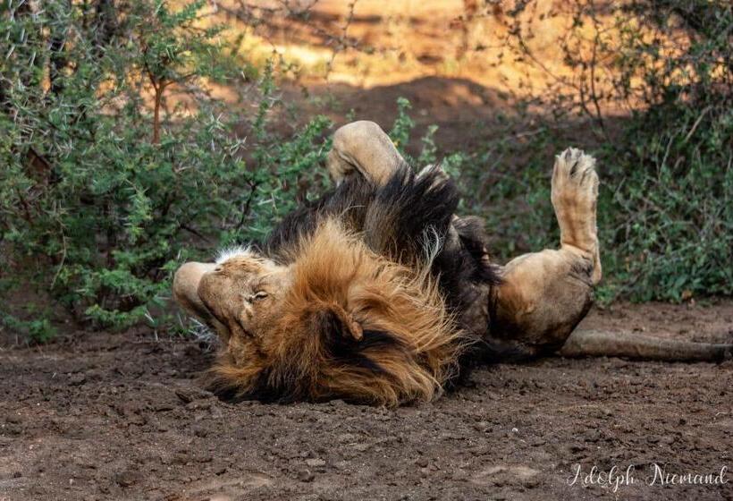 בית מלון כפרי Karongwe Portfolio   Shiduli Private Game Lodge