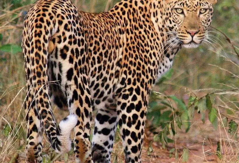 ホテル Karongwe Portfolio Shiduli Private Game Lodge