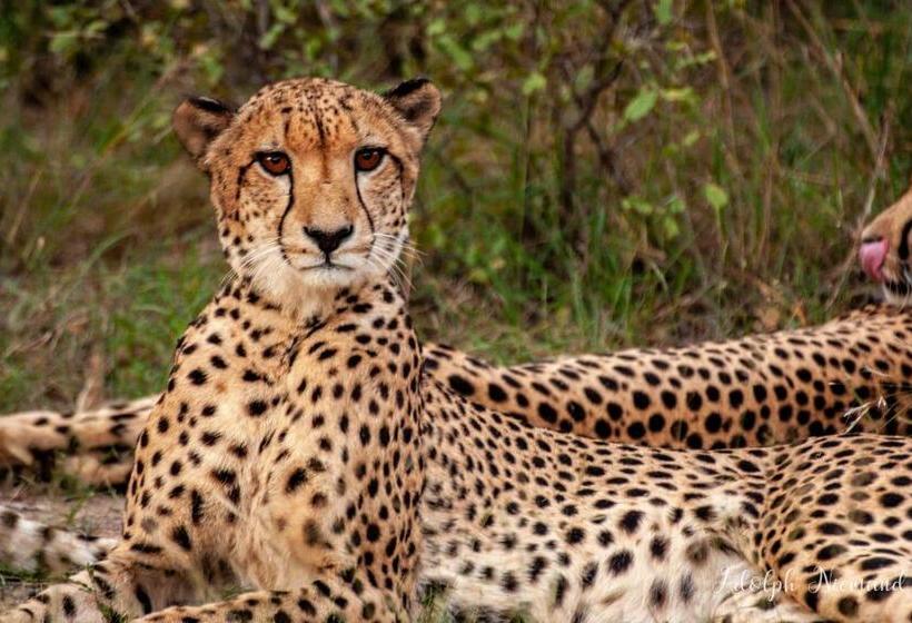 בית מלון כפרי Karongwe Portfolio   Shiduli Private Game Lodge