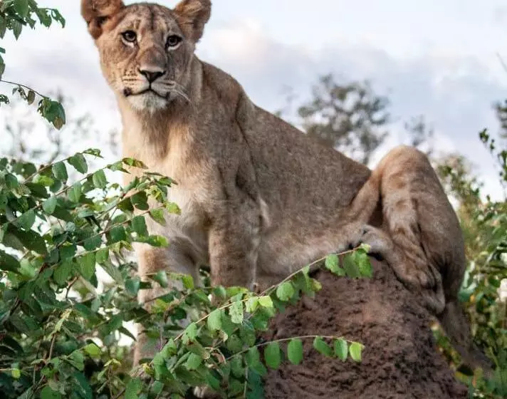 ホテル Karongwe Portfolio Shiduli Private Game Lodge