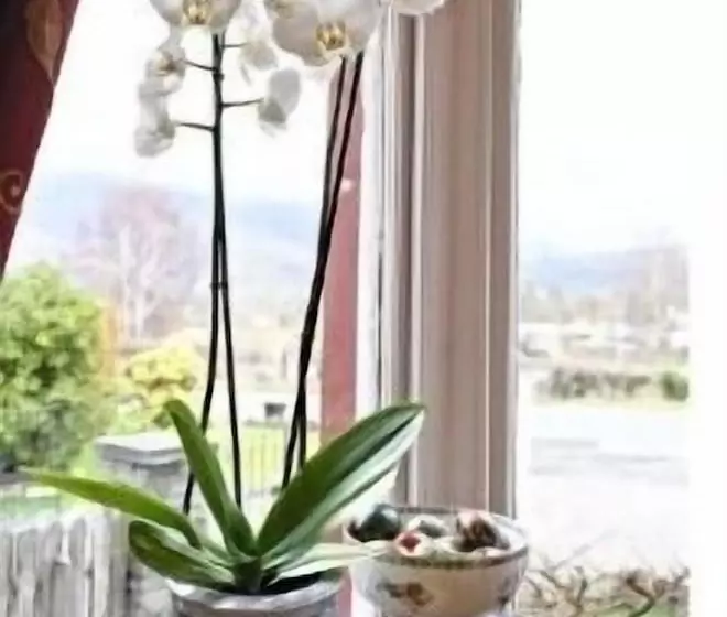 פנסיון Maple Bank