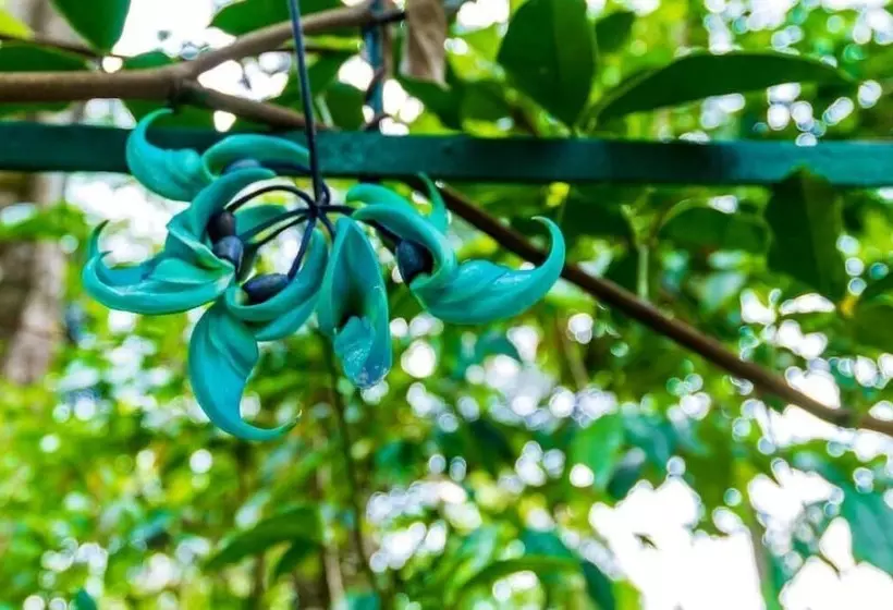 Resort The Tall Trees Munnar