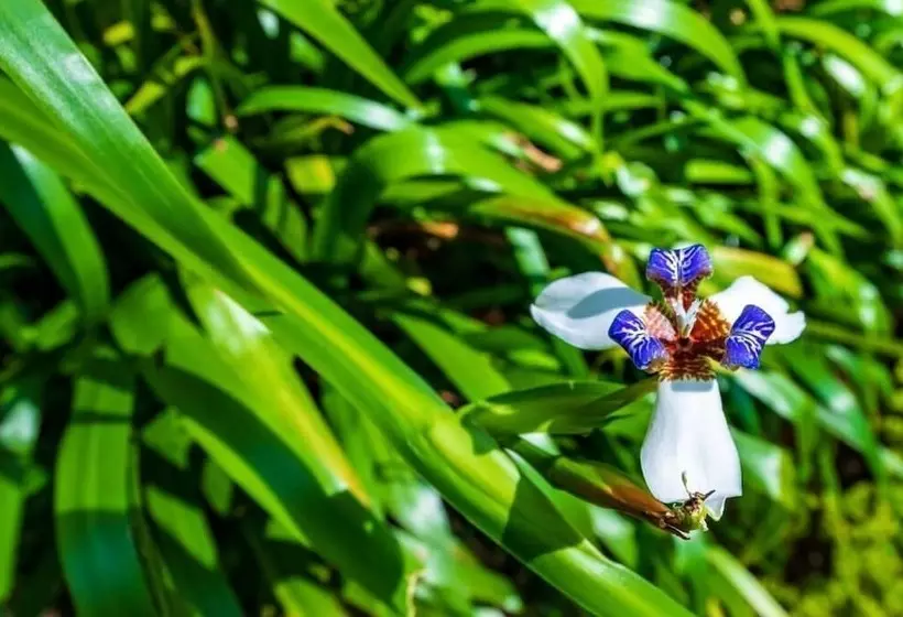 Resort The Tall Trees Munnar
