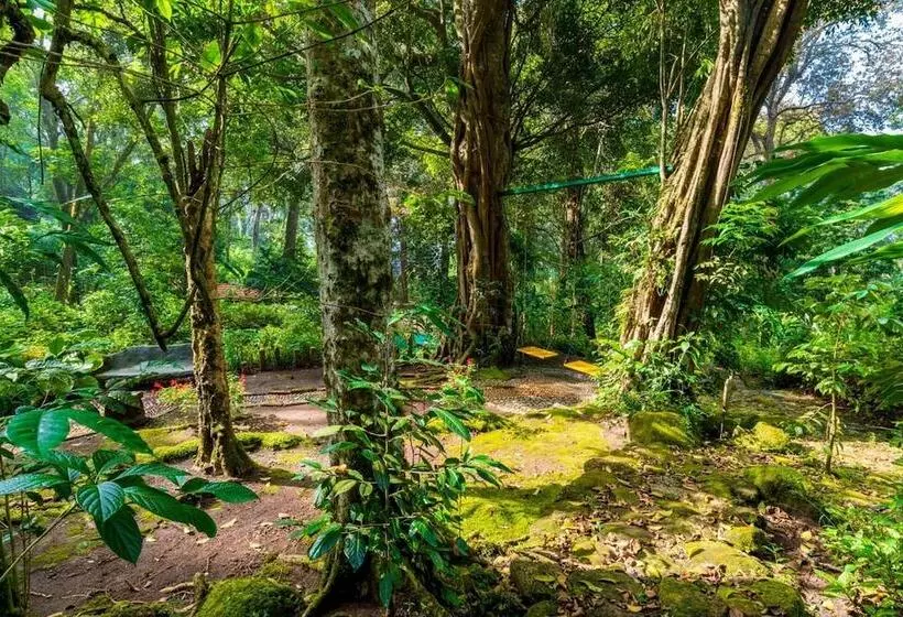 Resort The Tall Trees Munnar