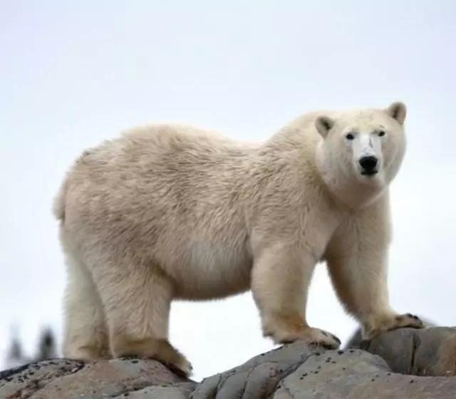 Aamiaismajoitus (B&B) Bears Den Guest House Ii