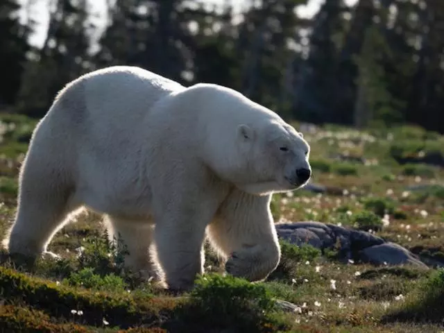 Aamiaismajoitus (B&B) Bears Den Guest House Ii