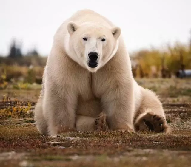 Aamiaismajoitus (B&B) Bears Den Guest House Ii