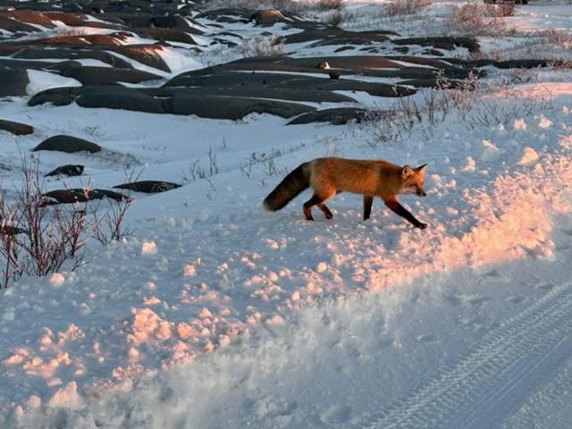 مبيت وإفطار Bears Den Guest House Ii