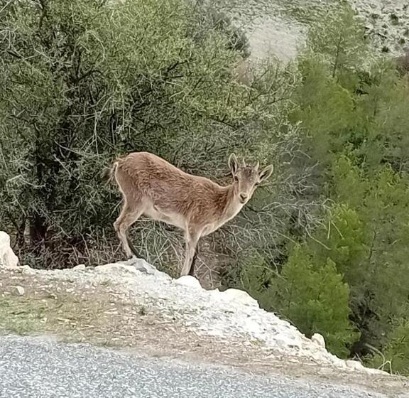 Casa Montaña Vélez Málaga B&b