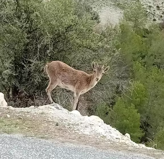 Casa Montaña Vélez Málaga B&b