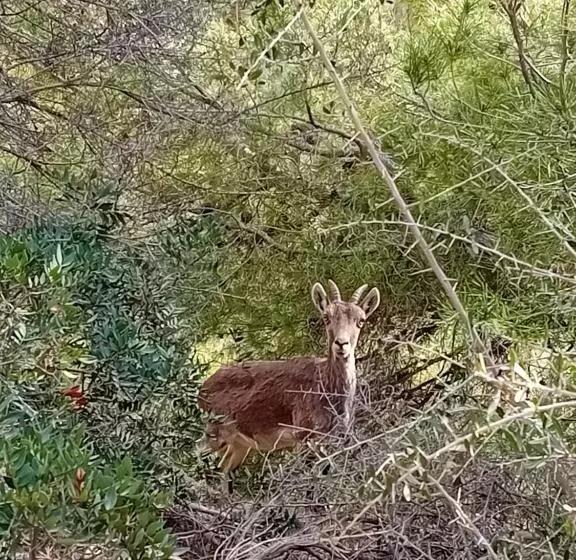 Casa Montaña Vélez Málaga B&b