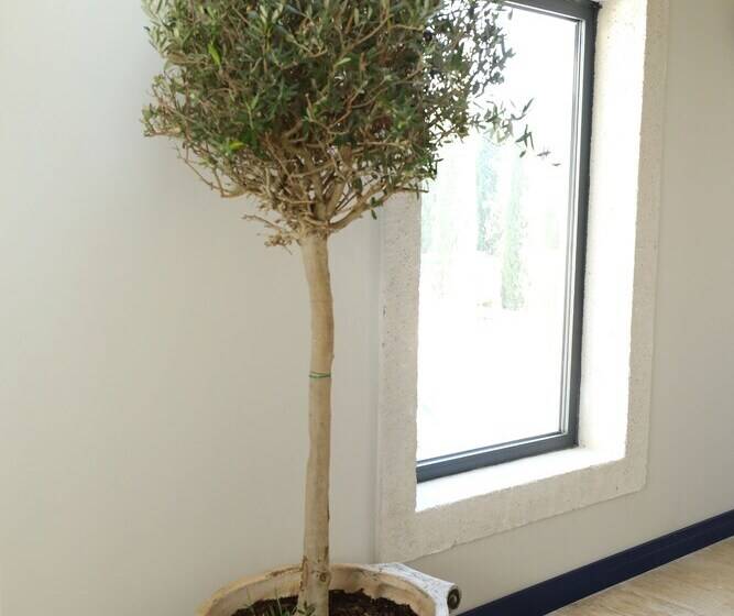 בית מלון כפרי Ariel Plus Alaçatı