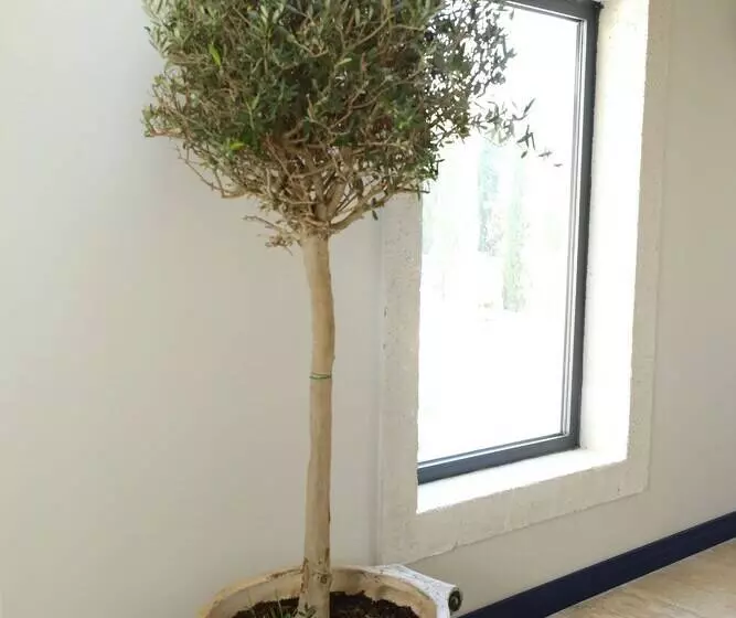 Hotelli Ariel Plus Alaçatı