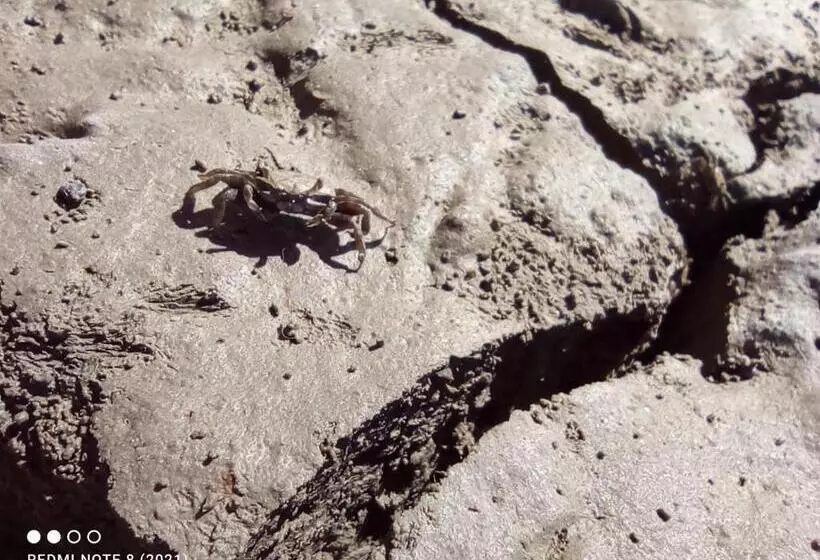 Hotelli Flamencamarones