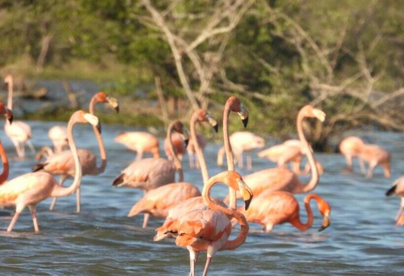 فندق Flamencamarones