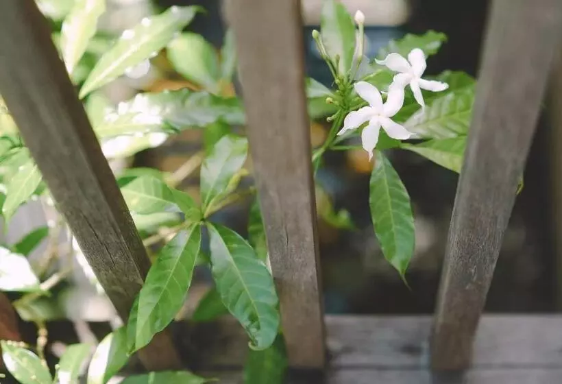 ホテル Phang Nga Origin