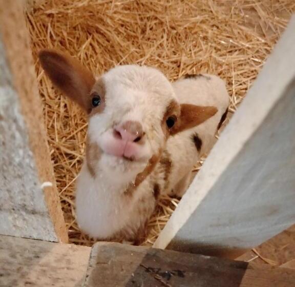 تختخواب و صبحانه Casale Del Tempo Lento