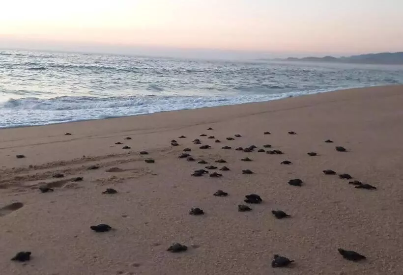 ホテル Camino Al Mar