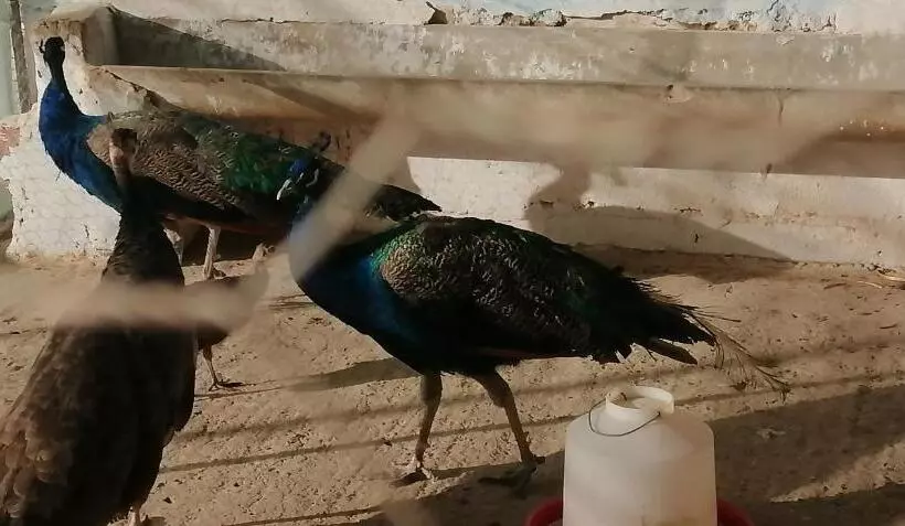 هتل Ferme Sacrée Nature