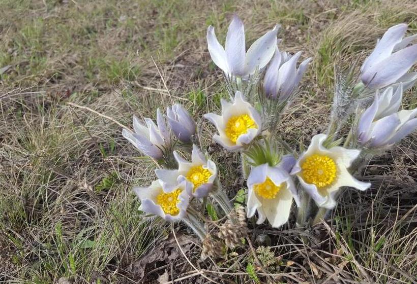 هتل гостевой дом Azia