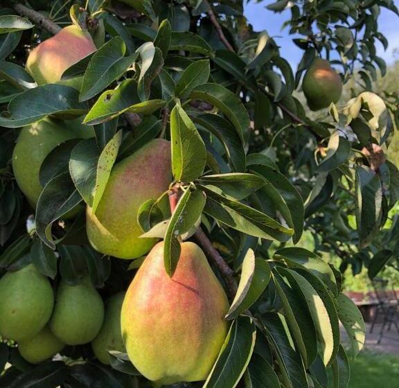 צימר Bij Ons Op Vogelswerf