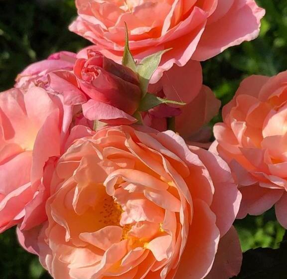 צימר Bij Ons Op Vogelswerf