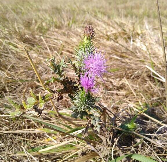 Bed and Breakfast Chambres D Hôtes Du Ranch