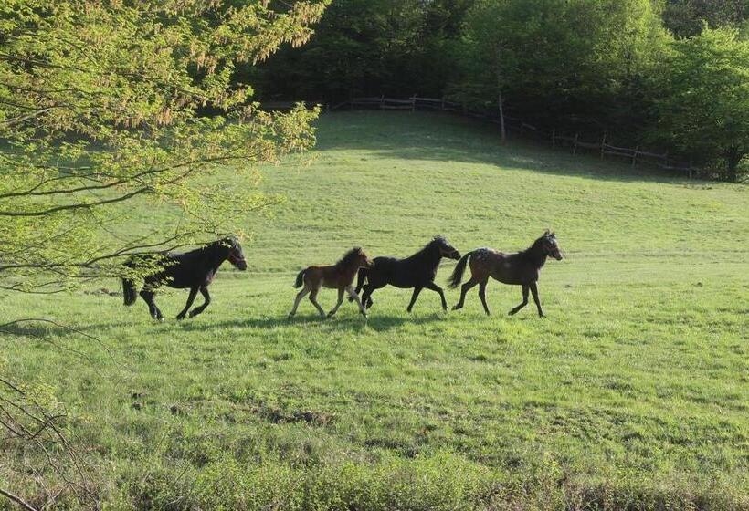 住宿加早餐 Rácz Tanya és Panzió