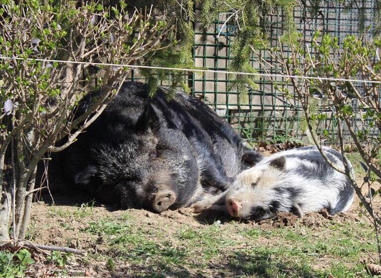 住宿加早餐 Rácz Tanya és Panzió