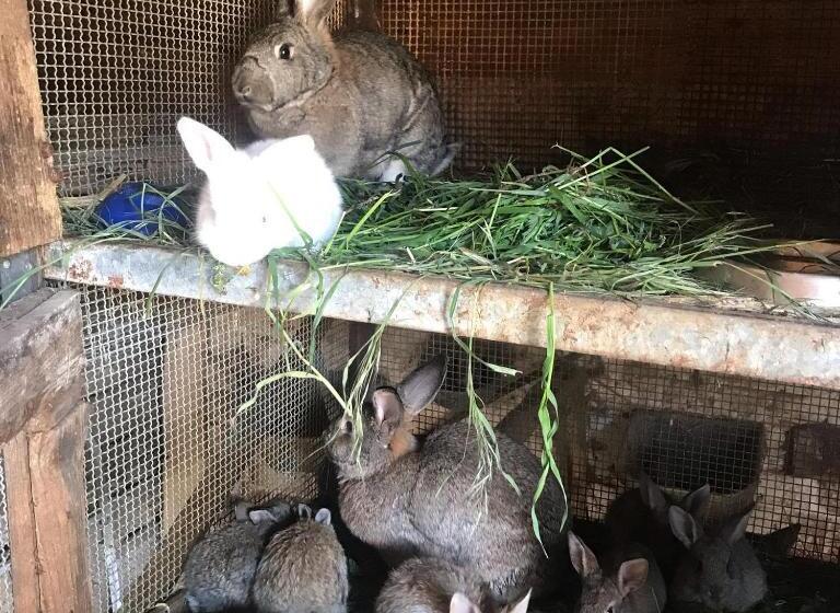 住宿加早餐 Rácz Tanya és Panzió