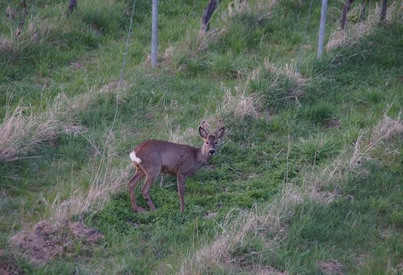 Отель Ferienwohnung Castellberg