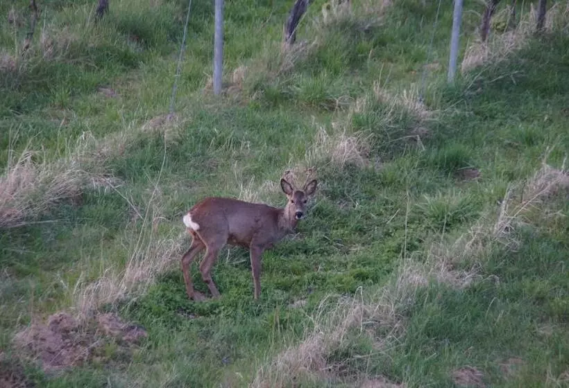 Hotelli Ferienwohnung Castellberg
