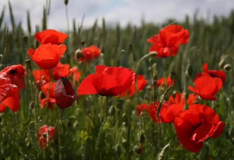 Aamiaismajoitus (B&B) Arara