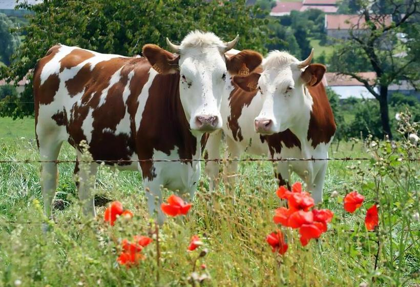 Bed and Breakfast Arara