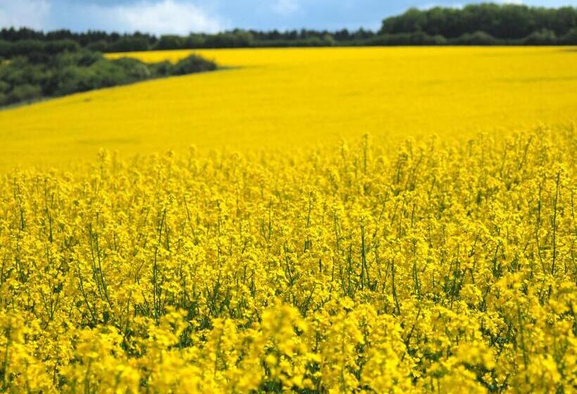 Bed and Breakfast Arara