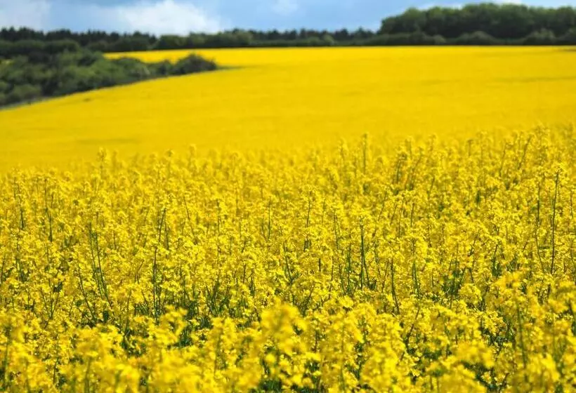 Aamiaismajoitus (B&B) Arara