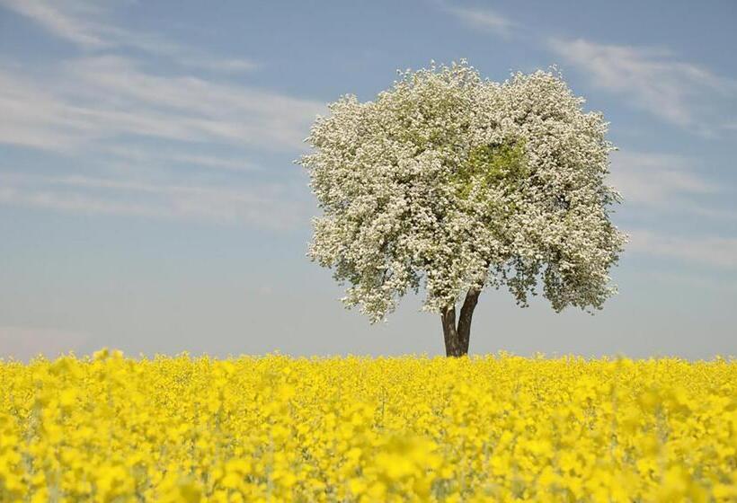 Bed and Breakfast Arara