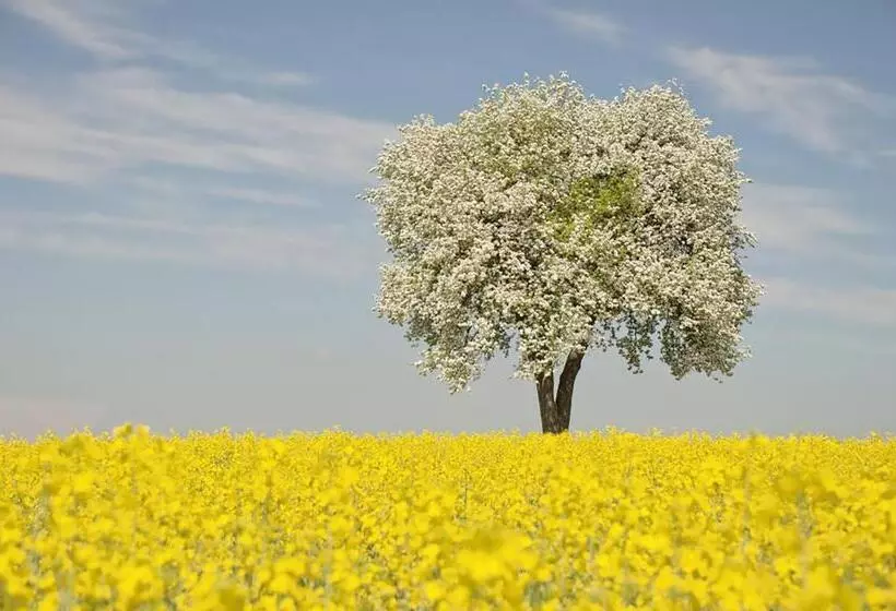 Aamiaismajoitus (B&B) Arara