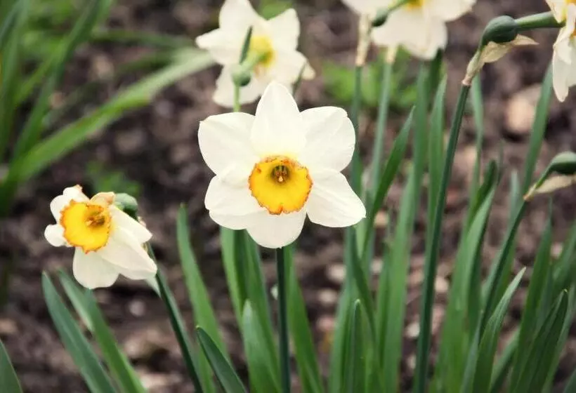 Aamiaismajoitus (B&B) Le Clos