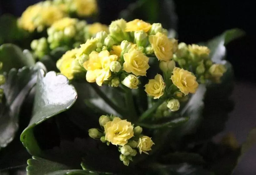 Aamiaismajoitus (B&B) Le Clos