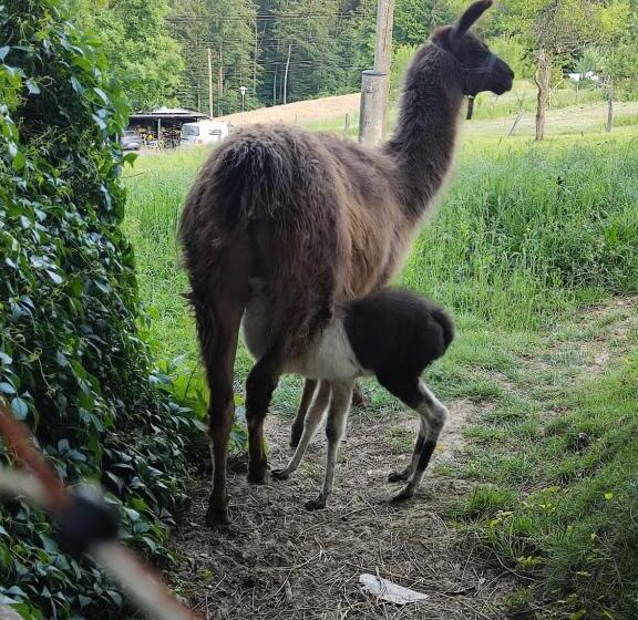 Отель Biohof Koller