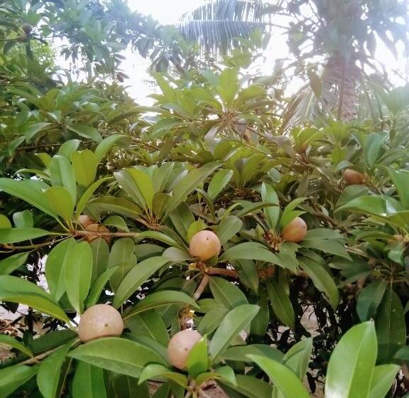 Hotel Nettle Trees Farm Stay