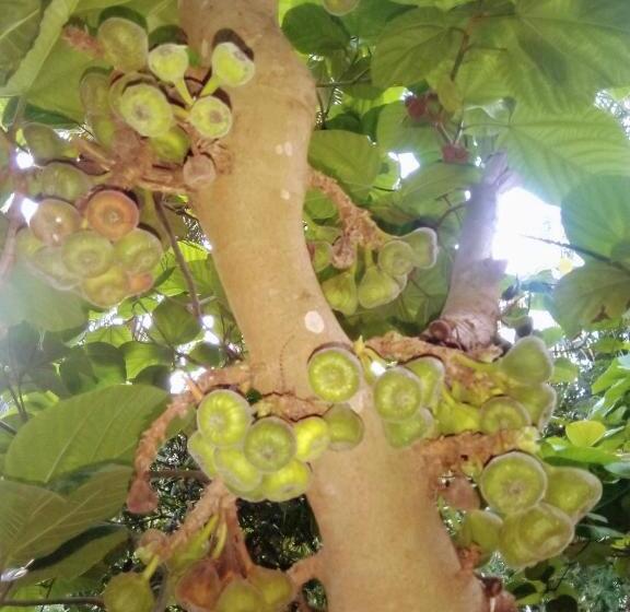 Hotel Nettle Trees Farm Stay