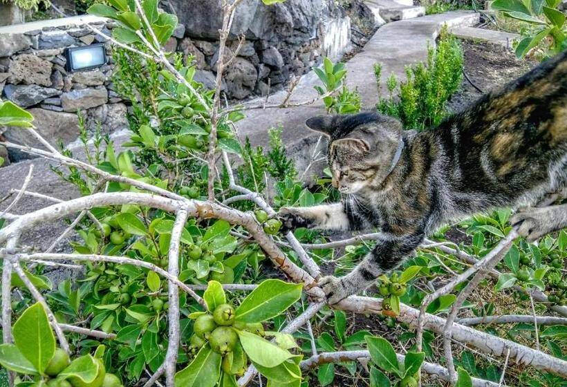 هتل Quinta Terezinha